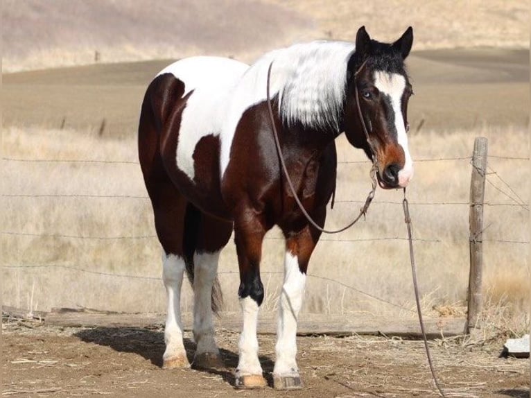 American Quarter Horse Castrone 8 Anni 163 cm Tobiano-tutti i colori in Paicines CA