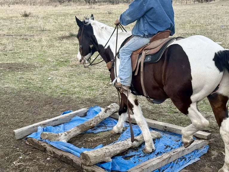 American Quarter Horse Castrone 8 Anni 163 cm Tobiano-tutti i colori in Paicines CA