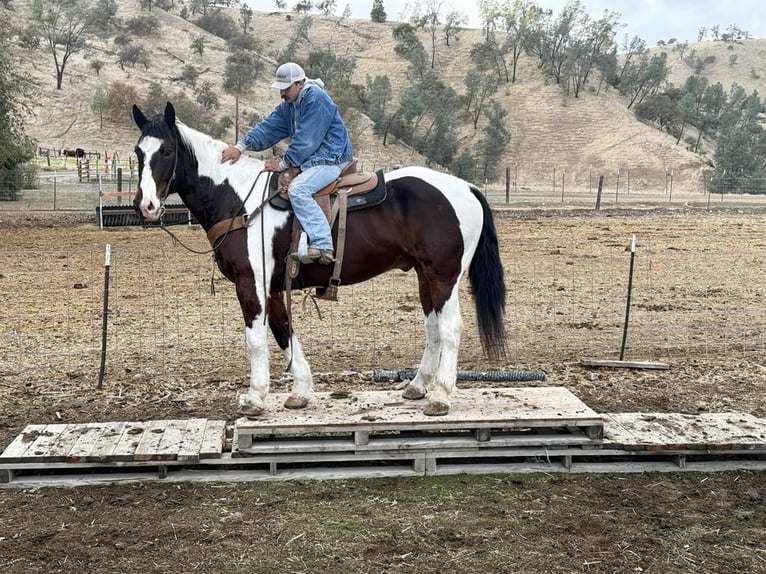 American Quarter Horse Castrone 8 Anni 163 cm Tobiano-tutti i colori in Paicines CA