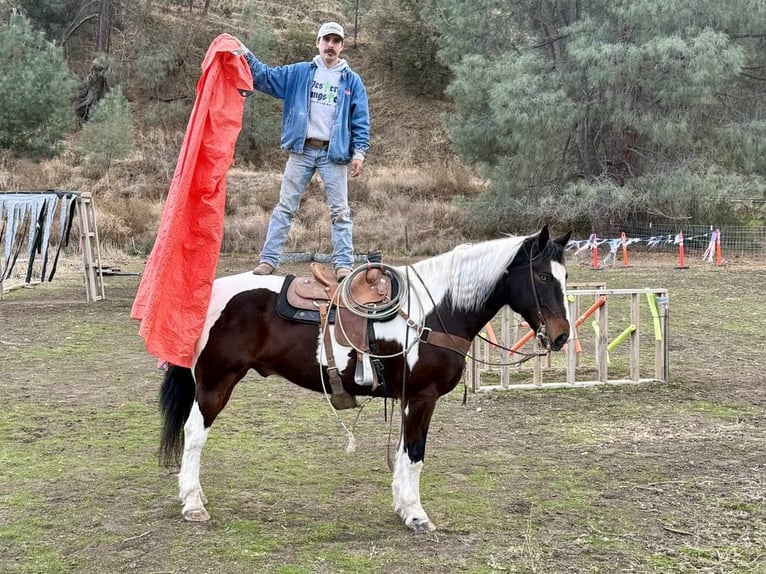 American Quarter Horse Castrone 8 Anni 163 cm Tobiano-tutti i colori in Paicines CA