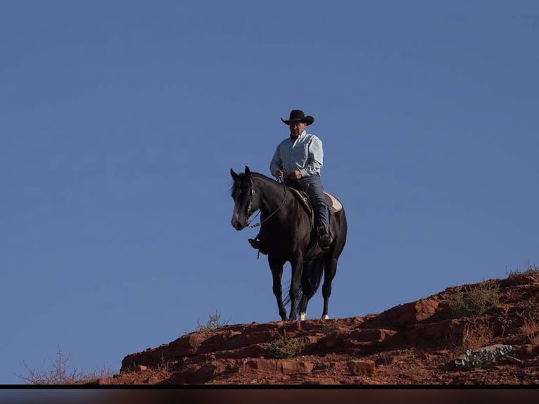 American Quarter Horse Castrone 8 Anni 165 cm Morello in Lisbon IA