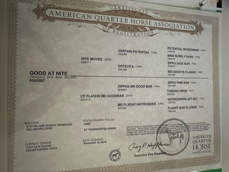 American Quarter Horse Castrone 8 Anni 165 cm Morello in Lisbon IA