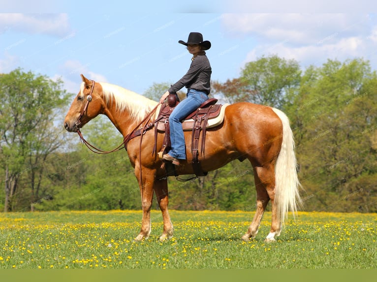 American Quarter Horse Castrone 8 Anni 165 cm Palomino in Clarion