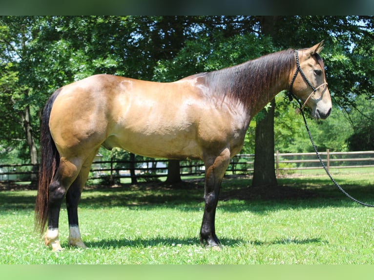 American Quarter Horse Castrone 8 Anni 165 cm Pelle di daino in Cherryville KY