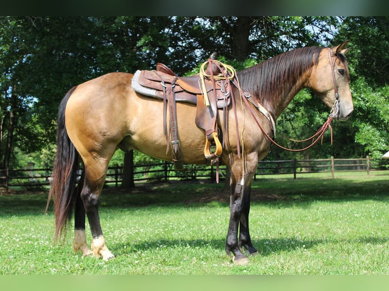 American Quarter Horse Castrone 8 Anni 165 cm Pelle di daino in Cherryville KY