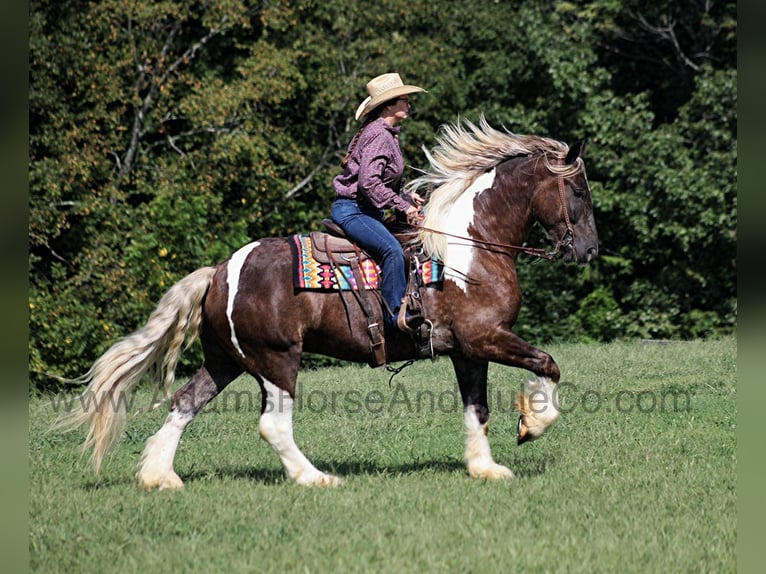 American Quarter Horse Castrone 8 Anni 165 cm in Mount Vernon