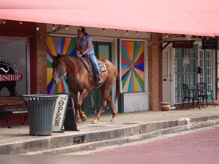 American Quarter Horse Castrone 8 Anni 165 cm Roano rosso in Rusk TX