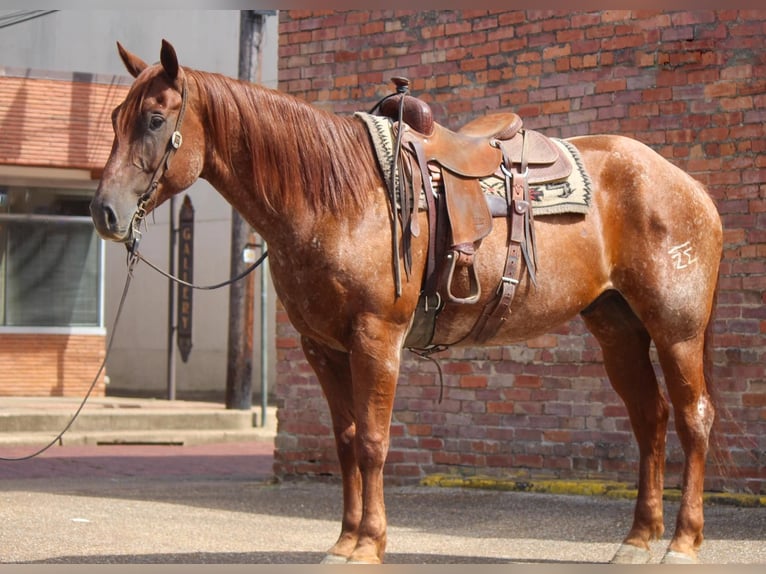 American Quarter Horse Castrone 8 Anni 165 cm Roano rosso in Rusk TX