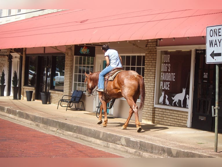 American Quarter Horse Castrone 8 Anni 165 cm Roano rosso in Rusk TX