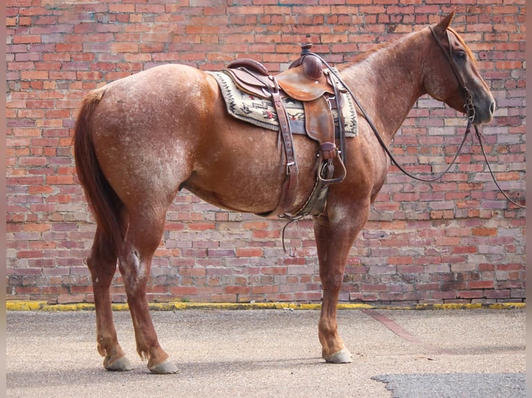 American Quarter Horse Castrone 8 Anni 165 cm Roano rosso in Rusk TX