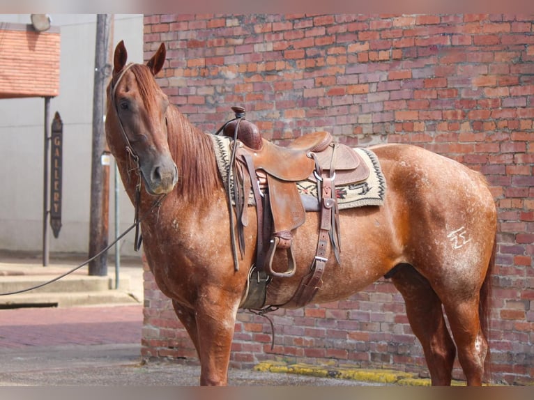 American Quarter Horse Castrone 8 Anni 165 cm Roano rosso in Rusk TX