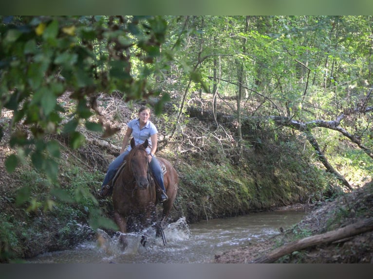 American Quarter Horse Castrone 8 Anni 165 cm Roano rosso in Rusk TX