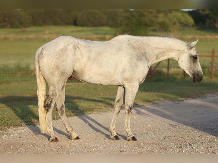 American Quarter Horse Castrone 8 Anni 168 cm Grigio in Granbury TX