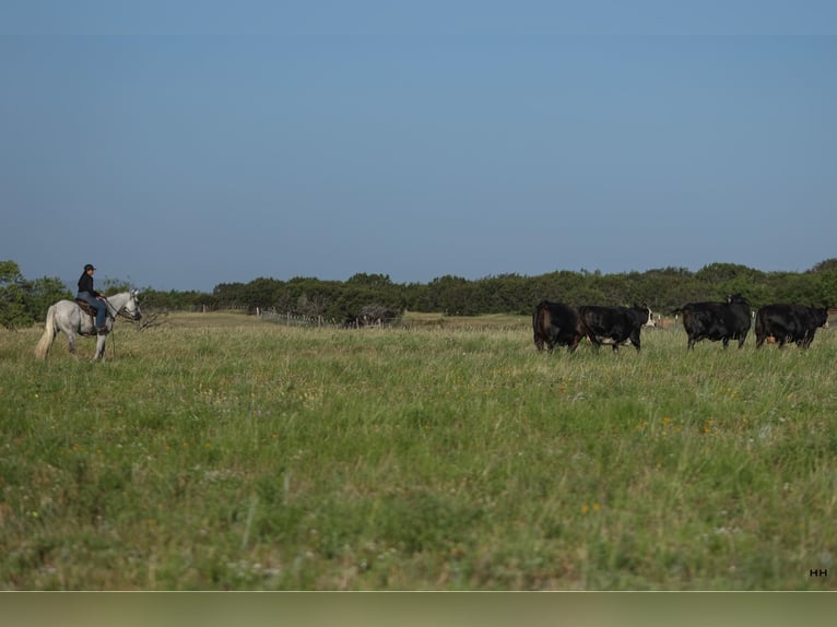 American Quarter Horse Castrone 8 Anni 168 cm Grigio in Granbury TX