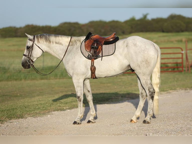 American Quarter Horse Castrone 8 Anni 168 cm Grigio in Granbury TX