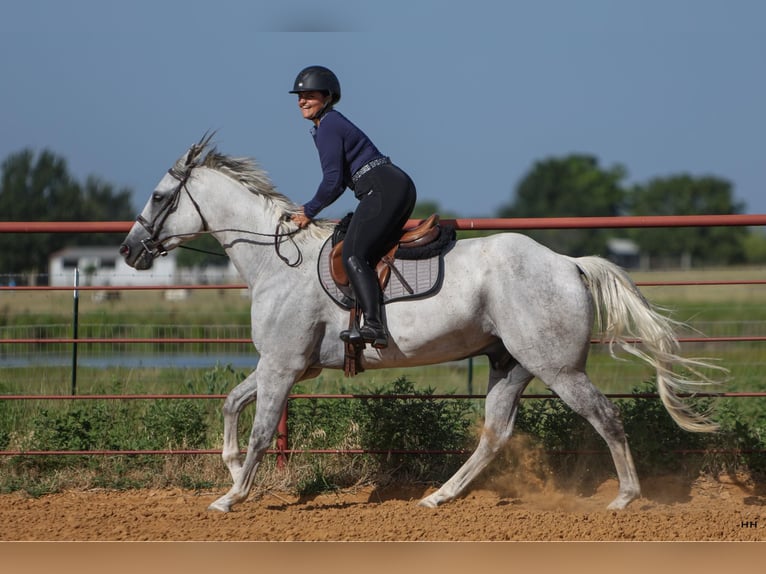 American Quarter Horse Castrone 8 Anni 168 cm Grigio in Granbury TX