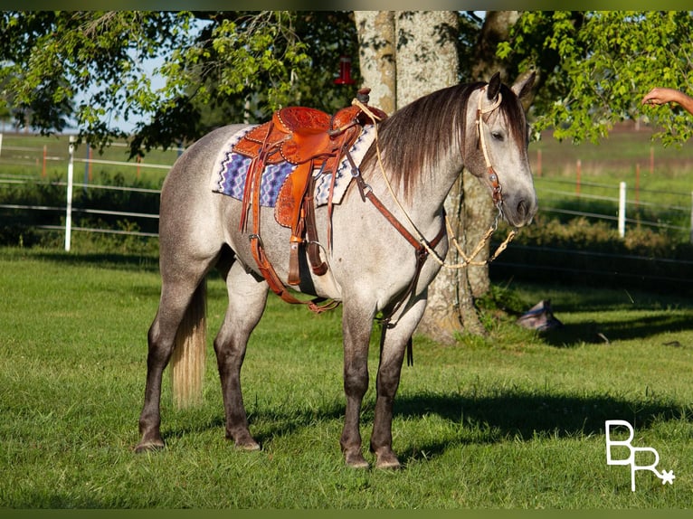 American Quarter Horse Castrone 8 Anni 168 cm Grigio pezzato in Mountain grove mo