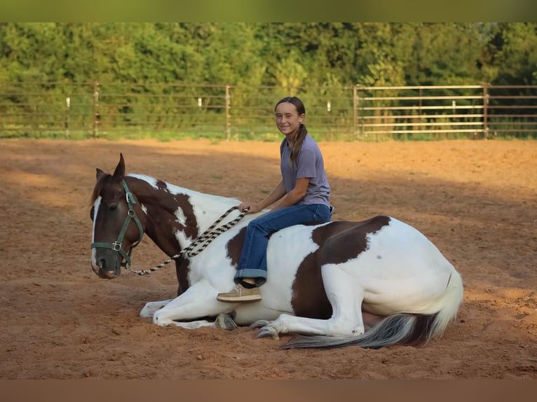 American Quarter Horse Castrone 8 Anni 168 cm Tobiano-tutti i colori in Whitewright TX