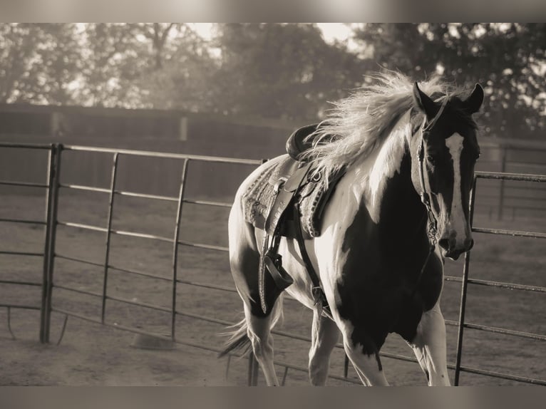 American Quarter Horse Castrone 8 Anni 168 cm Tobiano-tutti i colori in Whitewright TX