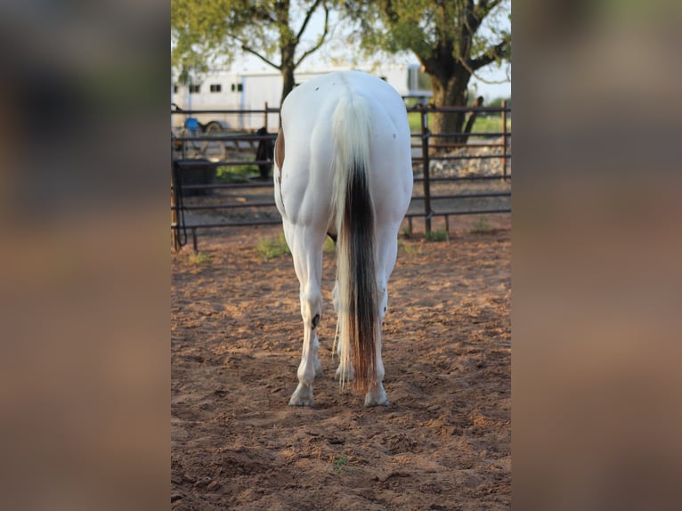 American Quarter Horse Castrone 8 Anni 168 cm Tobiano-tutti i colori in Whitewright TX