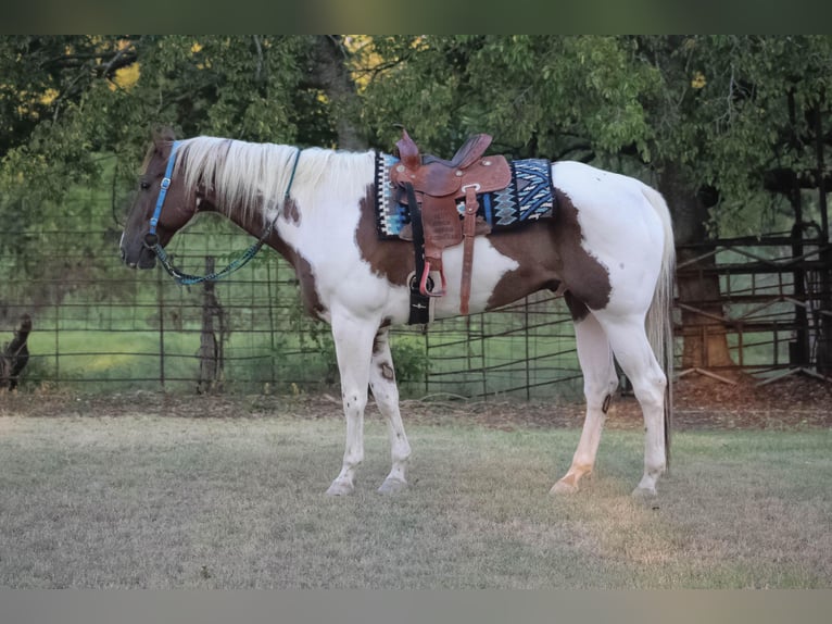 American Quarter Horse Castrone 8 Anni 168 cm Tobiano-tutti i colori in Whitewright TX