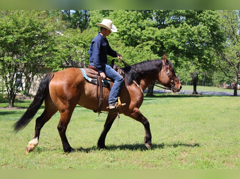 American Quarter Horse Castrone 8 Anni 170 cm Falbo in Charlotte NC