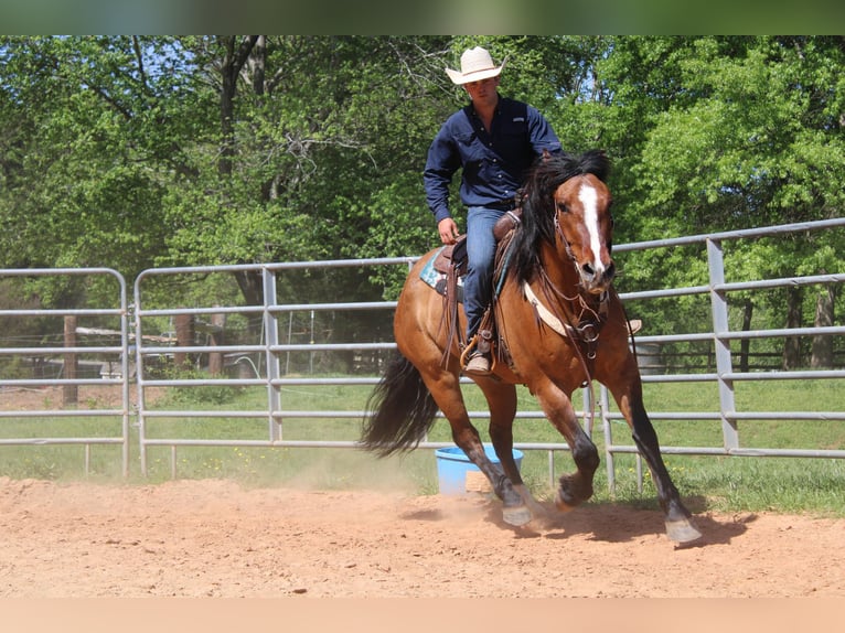 American Quarter Horse Castrone 8 Anni 170 cm Falbo in Charlotte NC