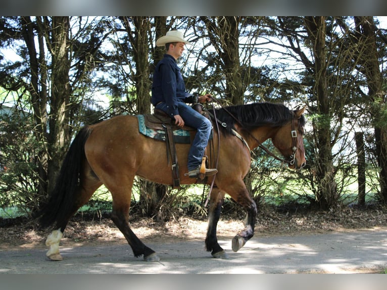 American Quarter Horse Castrone 8 Anni 170 cm Falbo in Charlotte NC