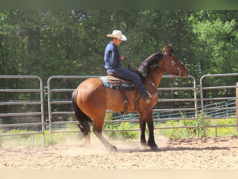 American Quarter Horse Castrone 8 Anni 170 cm Falbo in Charlotte NC