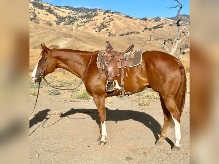 American Quarter Horse Castrone 8 Anni 170 cm Overo-tutti i colori in Bitterwater CA