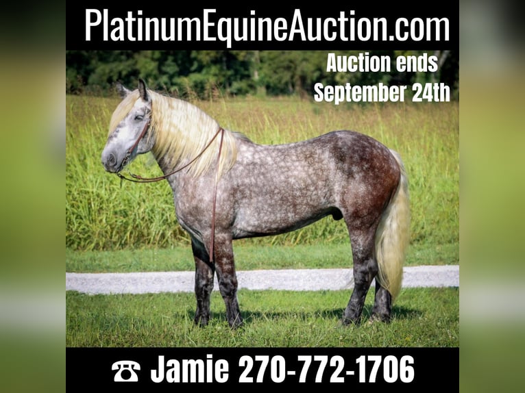 American Quarter Horse Castrone 8 Anni 173 cm Grigio pezzato in Auburn KY