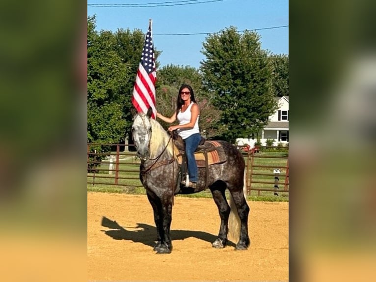 American Quarter Horse Castrone 8 Anni 173 cm Grigio pezzato in Auburn KY