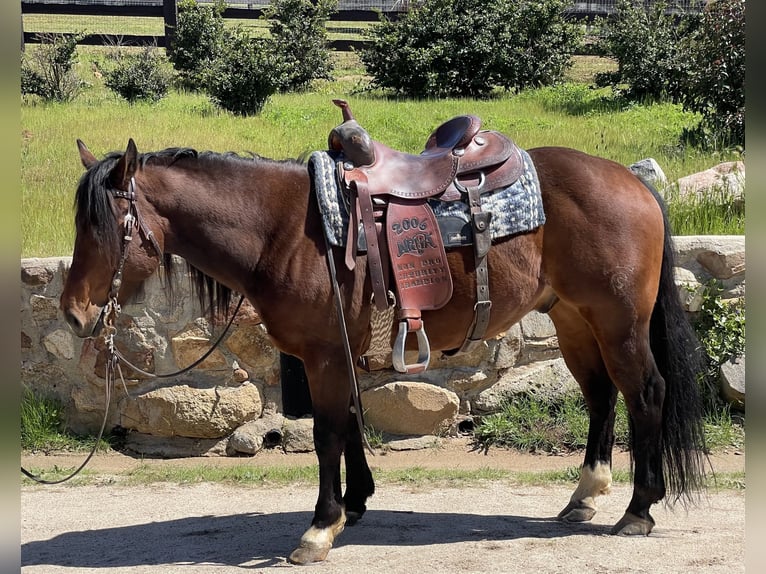American Quarter Horse Castrone 8 Anni Baio ciliegia in Murrieta, CA