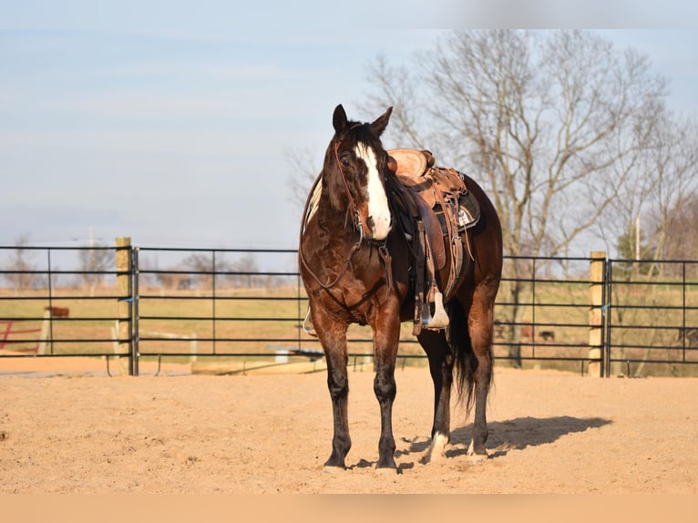 American Quarter Horse Castrone 8 Anni Baio ciliegia in Owenton, KY