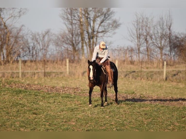 American Quarter Horse Castrone 8 Anni Baio ciliegia in Owenton, KY