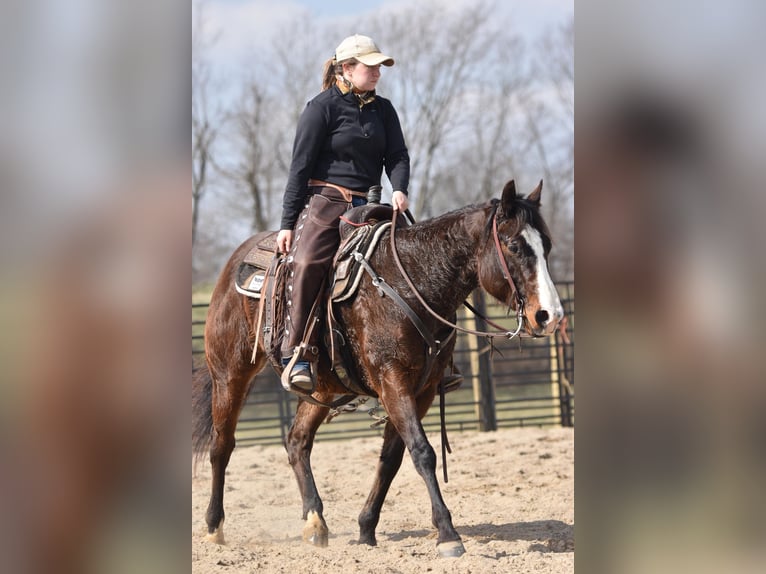 American Quarter Horse Castrone 8 Anni Baio ciliegia in Owenton, KY