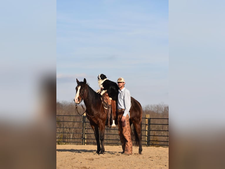 American Quarter Horse Castrone 8 Anni Baio ciliegia in Owenton, KY