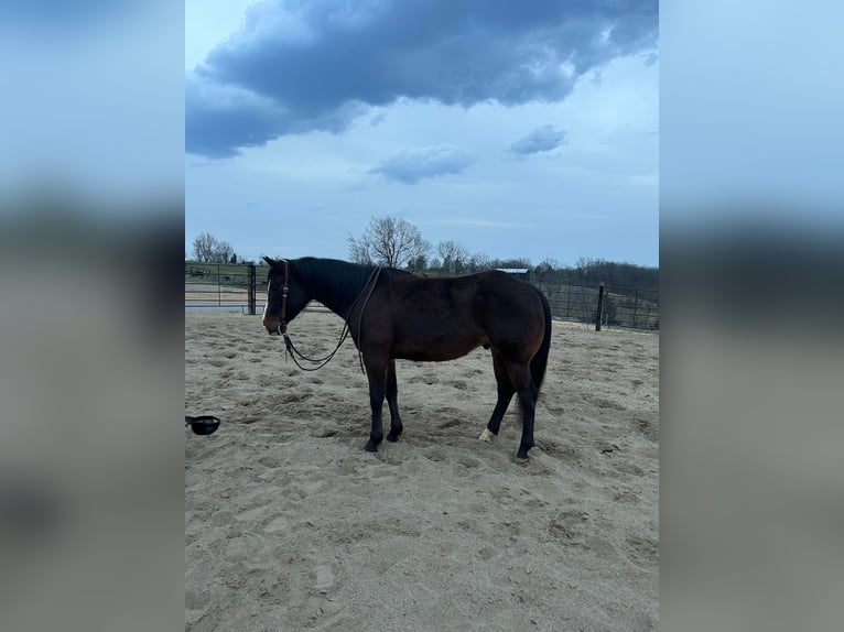 American Quarter Horse Castrone 8 Anni Baio ciliegia in Owenton, KY