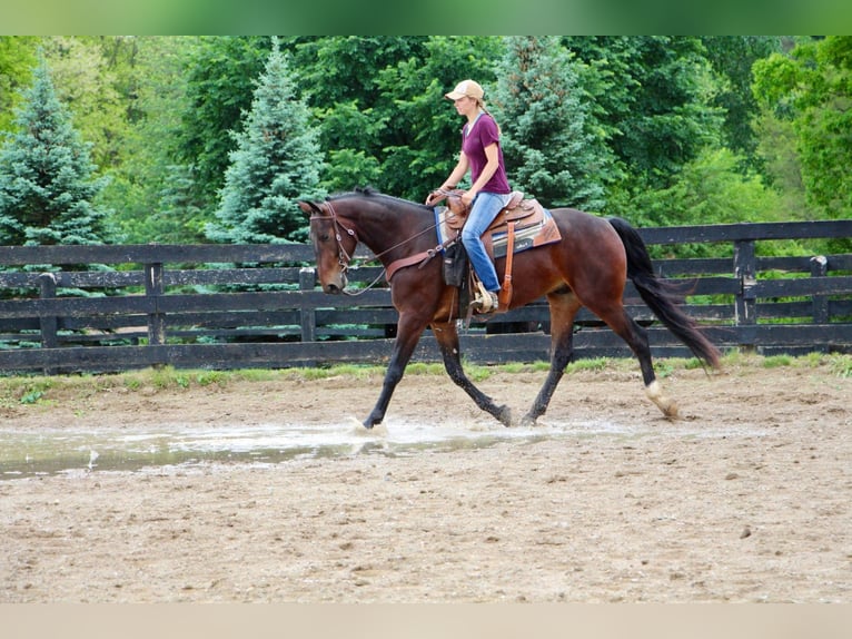 American Quarter Horse Castrone 8 Anni Baio ciliegia in Highland MIchigan