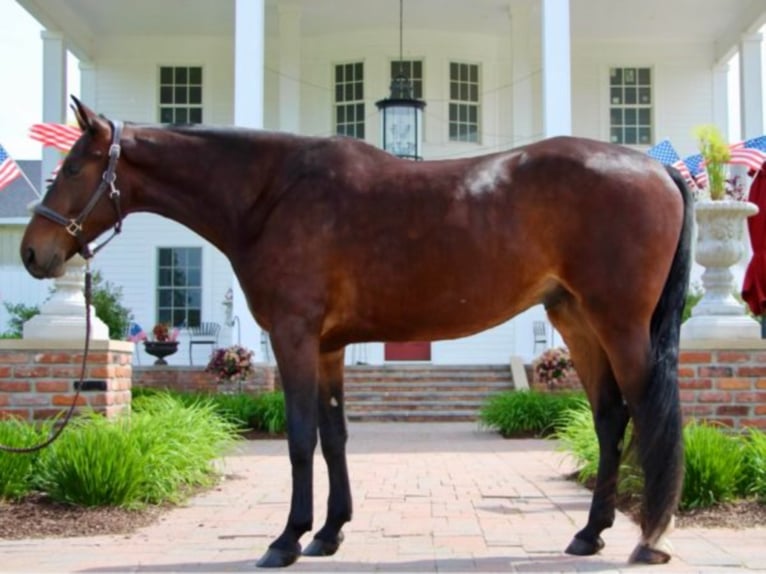 American Quarter Horse Castrone 8 Anni Baio ciliegia in Highland MIchigan