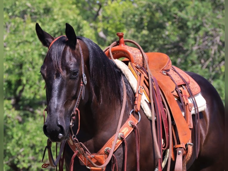 American Quarter Horse Castrone 8 Anni Baio ciliegia in jacksboro TX