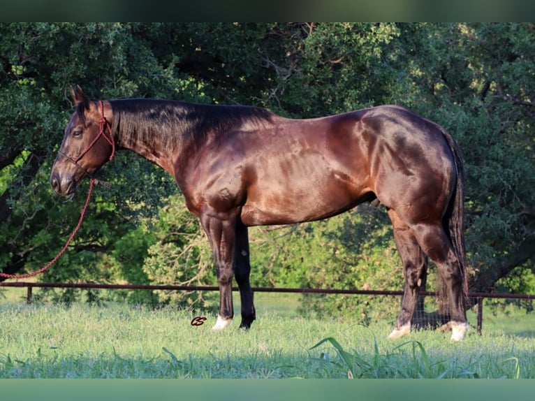 American Quarter Horse Castrone 8 Anni Baio ciliegia in jacksboro TX