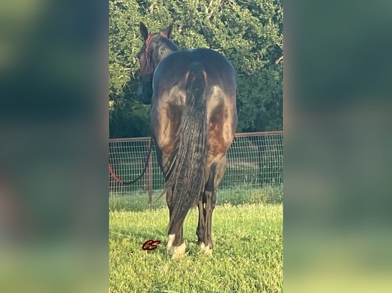 American Quarter Horse Castrone 8 Anni Baio ciliegia in jacksboro TX