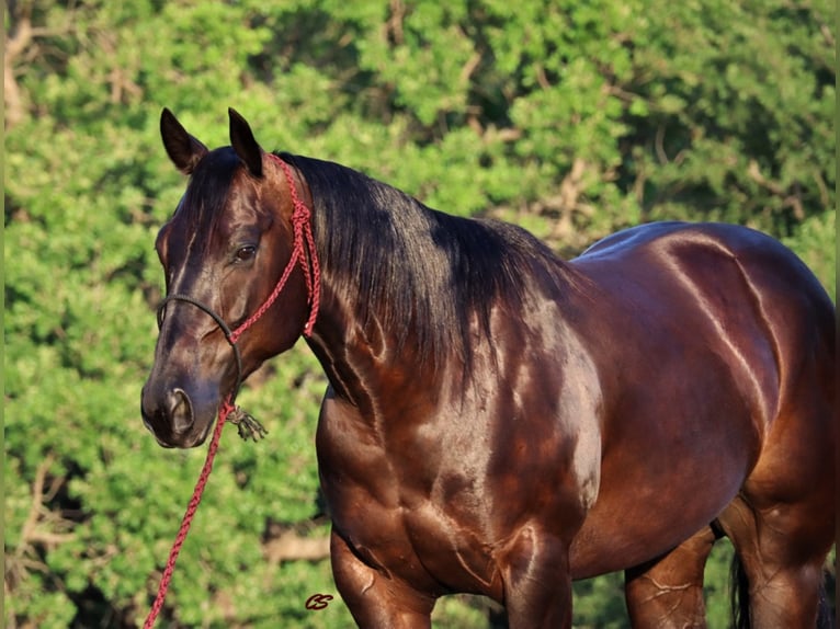 American Quarter Horse Castrone 8 Anni Baio ciliegia in jacksboro TX