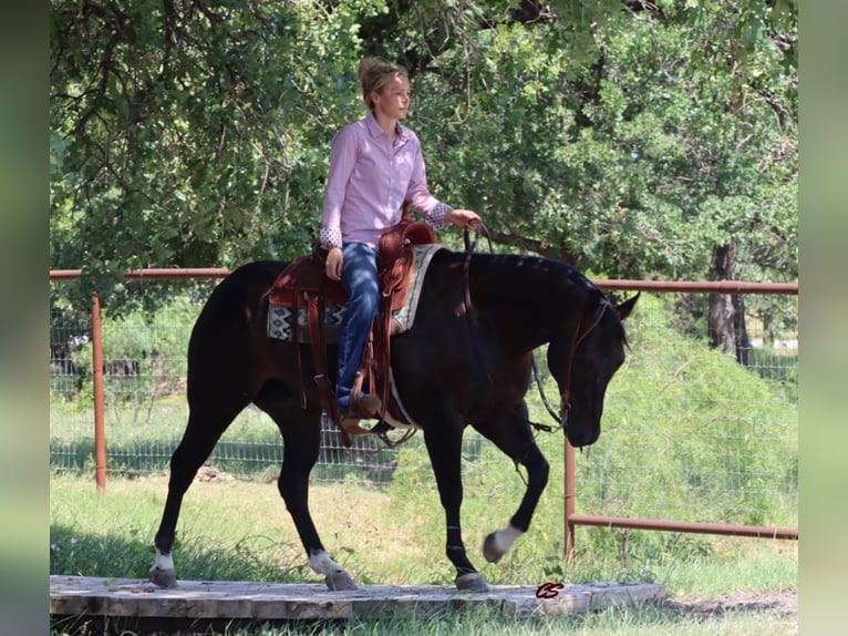 American Quarter Horse Castrone 8 Anni Baio ciliegia in jacksboro TX