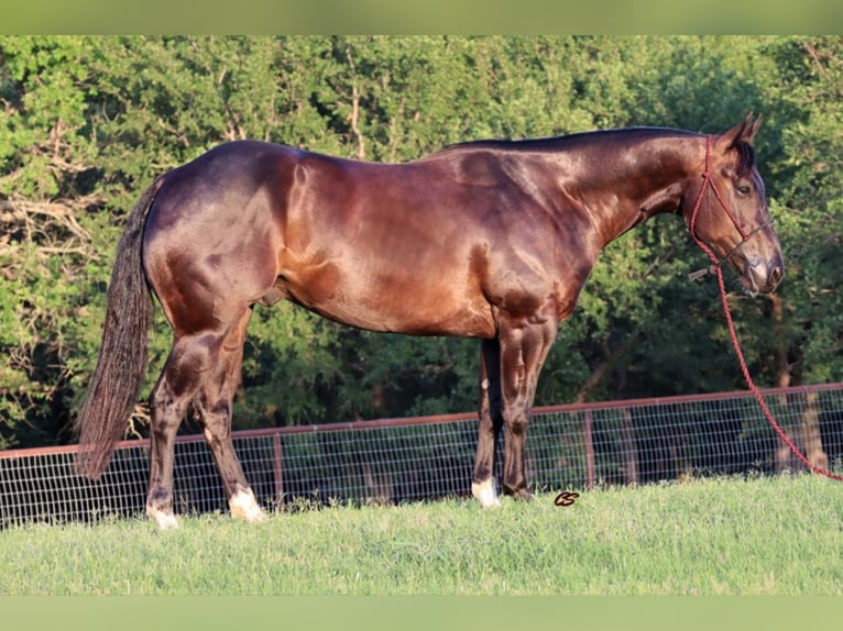 American Quarter Horse Castrone 8 Anni Baio ciliegia in jacksboro TX