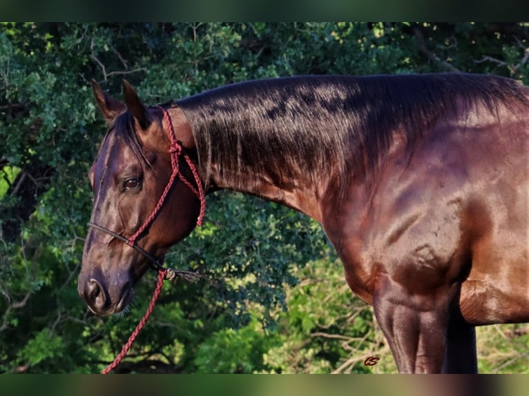 American Quarter Horse Castrone 8 Anni Baio ciliegia in jacksboro TX