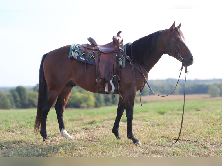 American Quarter Horse Castrone 8 Anni Baio ciliegia in Princeton, MO