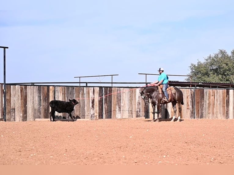 American Quarter Horse Castrone 8 Anni Baio ciliegia in Waco TX