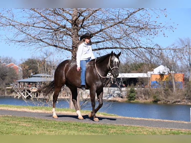 American Quarter Horse Castrone 8 Anni Baio ciliegia in Waco TX